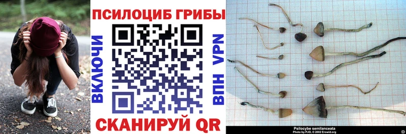 omg ссылка  Армянск  Псилоцибиновые грибы GOLDEN TEACHER  как найти закладки 
